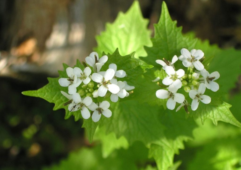 Alliaria petiolata