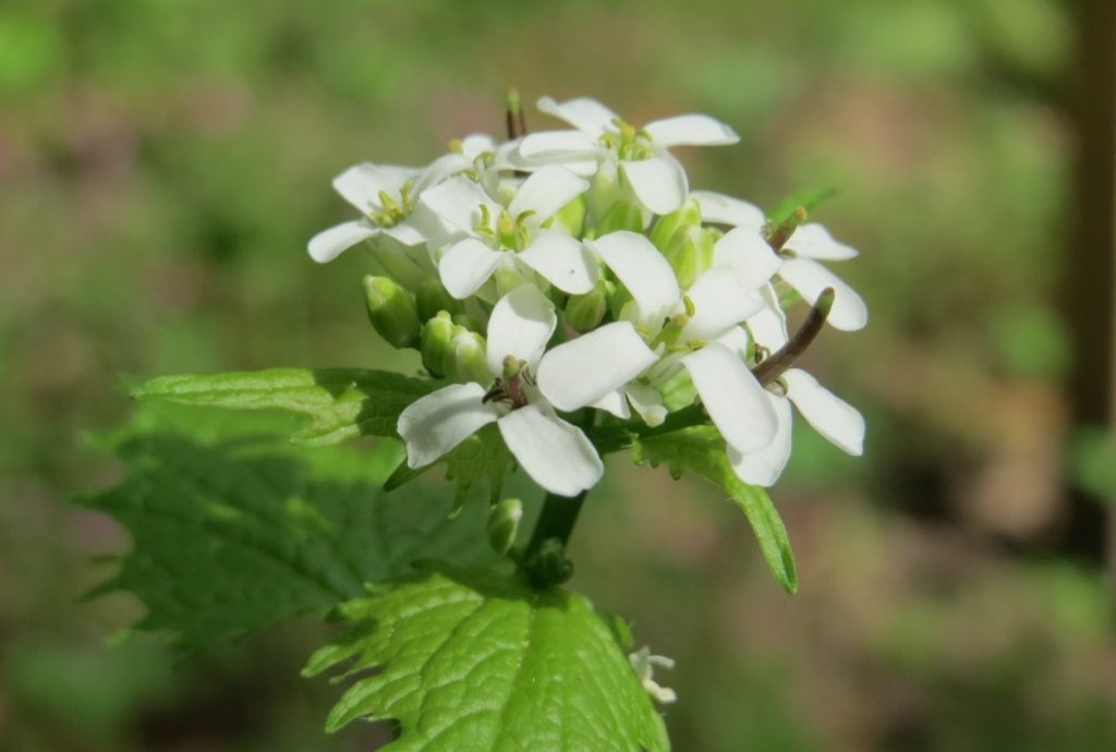 Alliaria petiolata