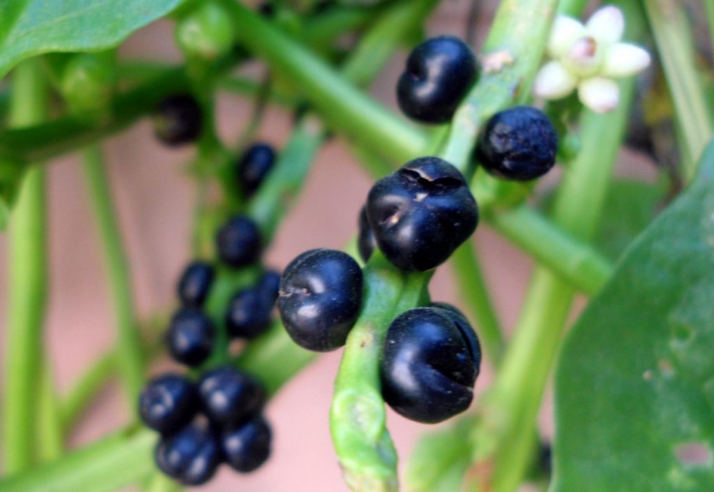 Basella alba