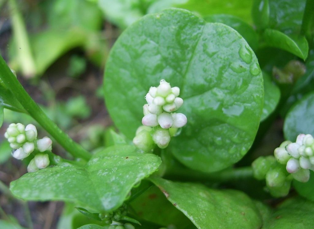 Basella alba
