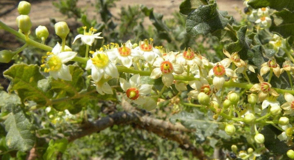 Boswellia serrata