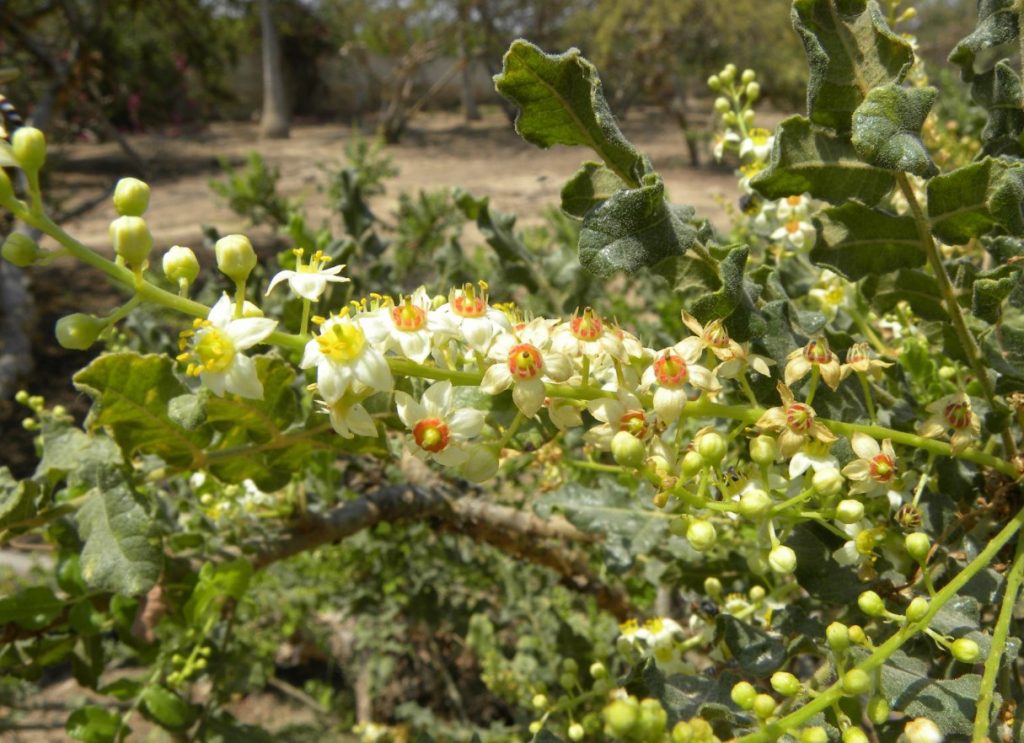 Boswellia serrata