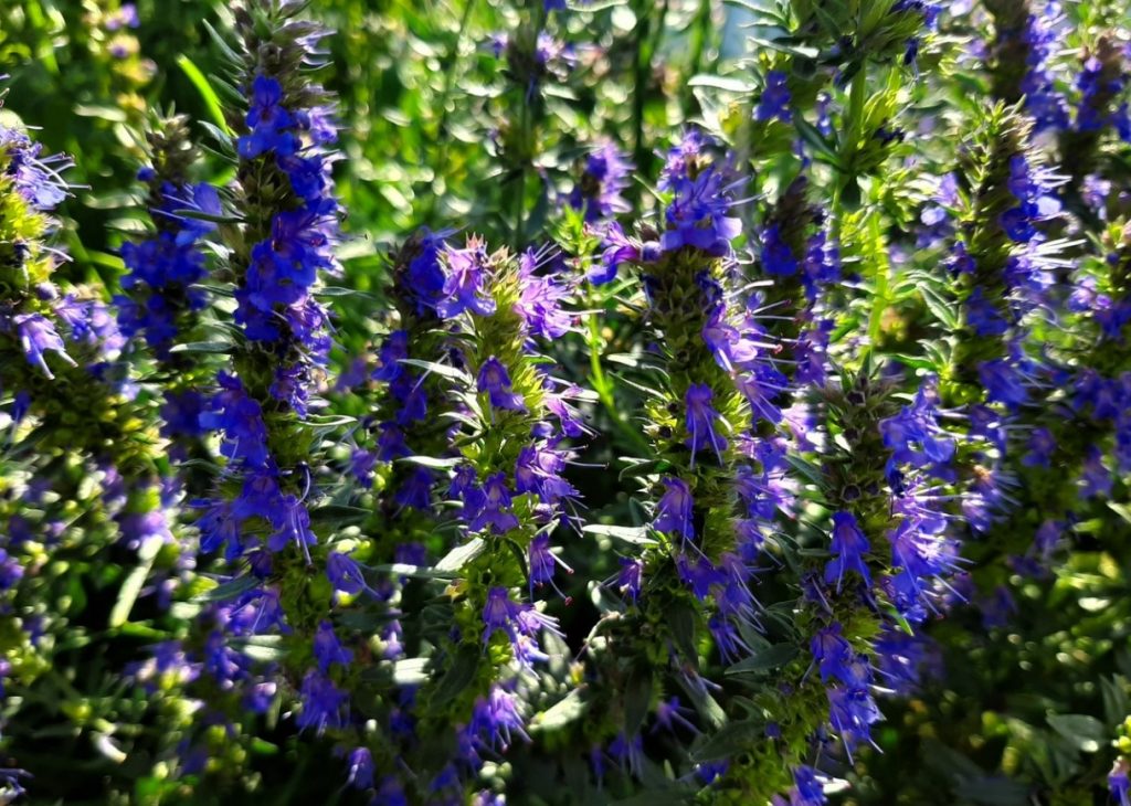 Hyssopus officinalis