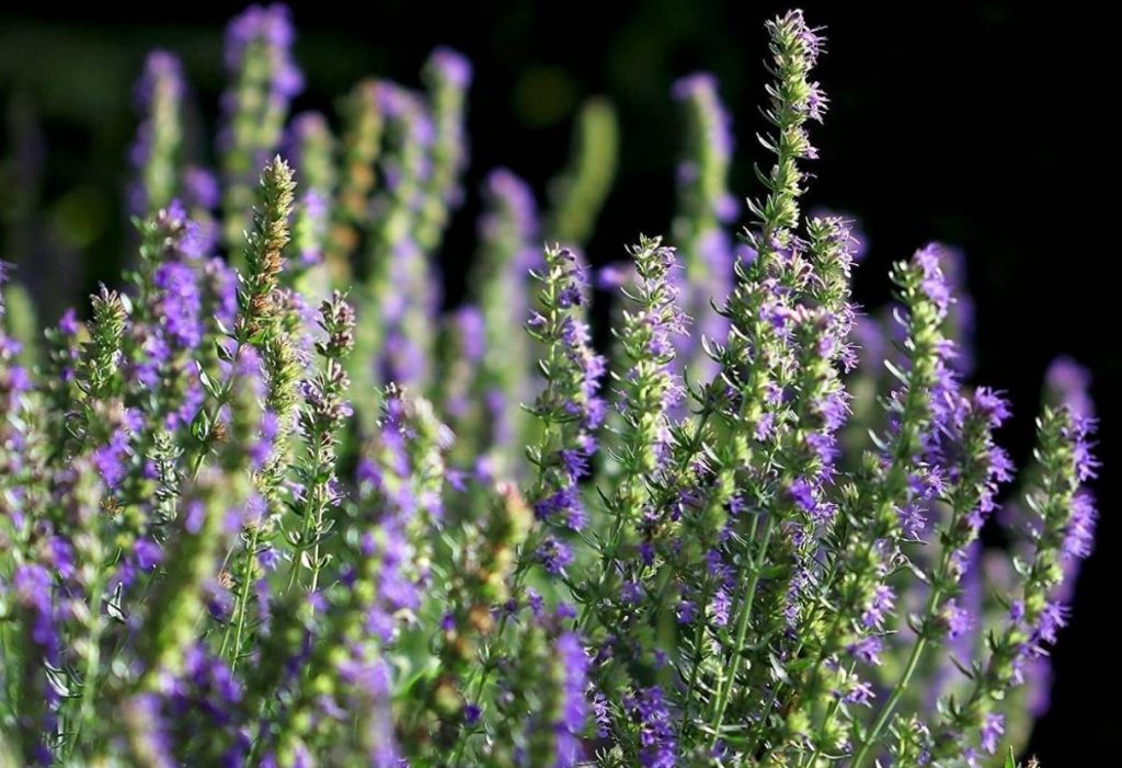 Hyssopus officinalis