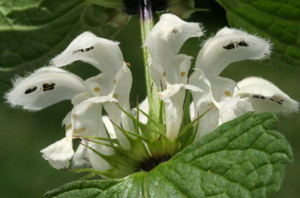 Lamium album