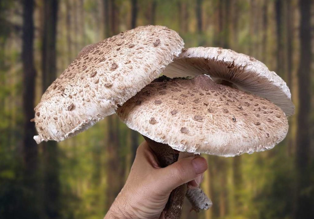 Vähesed teavad, et see seen alandab kolesterooli ja parandab mälu. Varsti algab hooaeg