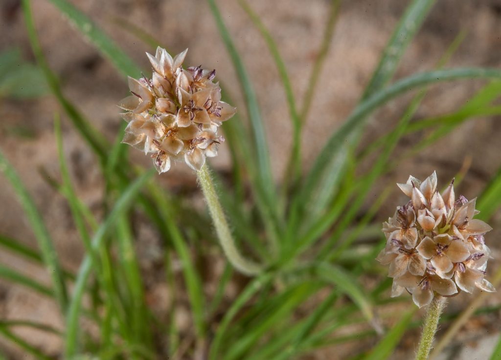 Plantago psyllium