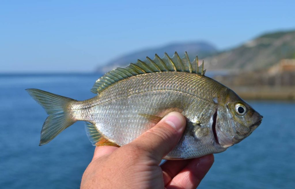 Sparus aurata