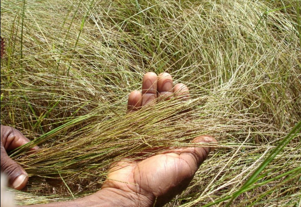 Teff ja fonio on järgmised suured hitid tervislike supertoitude seas