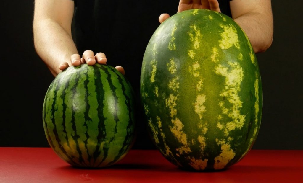 Nii tunned ära kõige magusama arbuusi. Pööra tähelepanu koore värvile ja põhja laigule