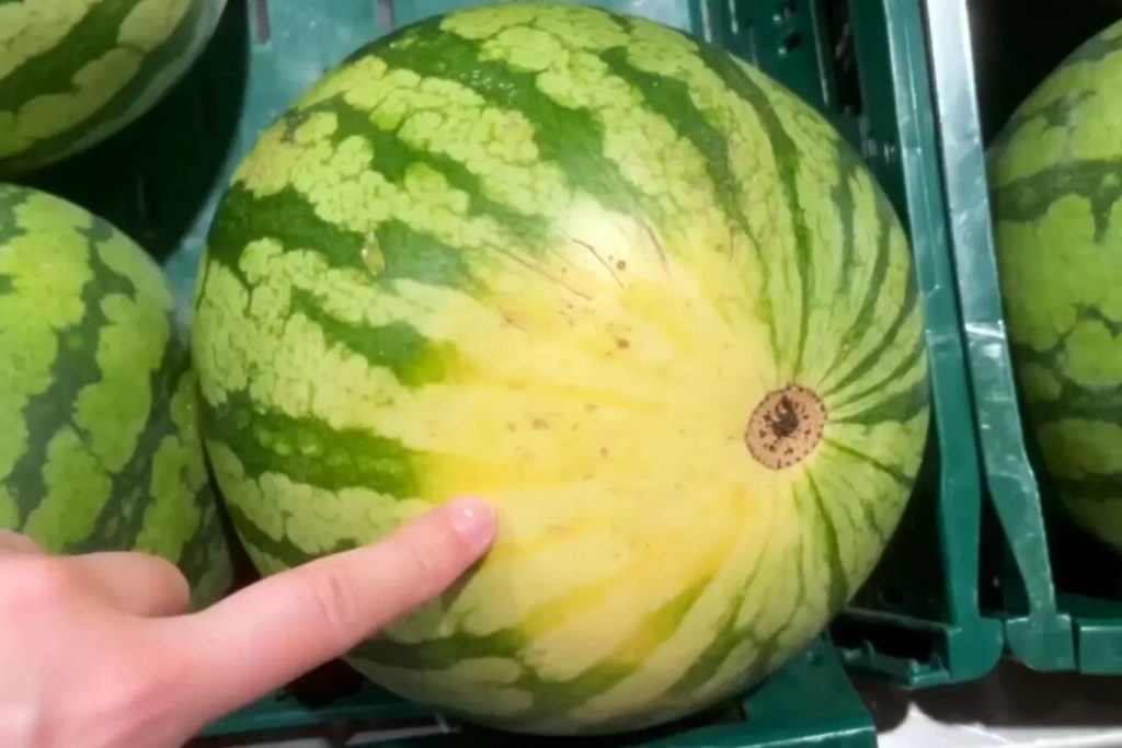 Nii tunned ära kõige magusama arbuusi. Pööra tähelepanu koore värvile ja põhja laigule