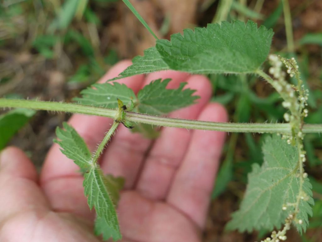 Korja mais ja tee hommikune ravi. Organism läheb kõrgemale käigule