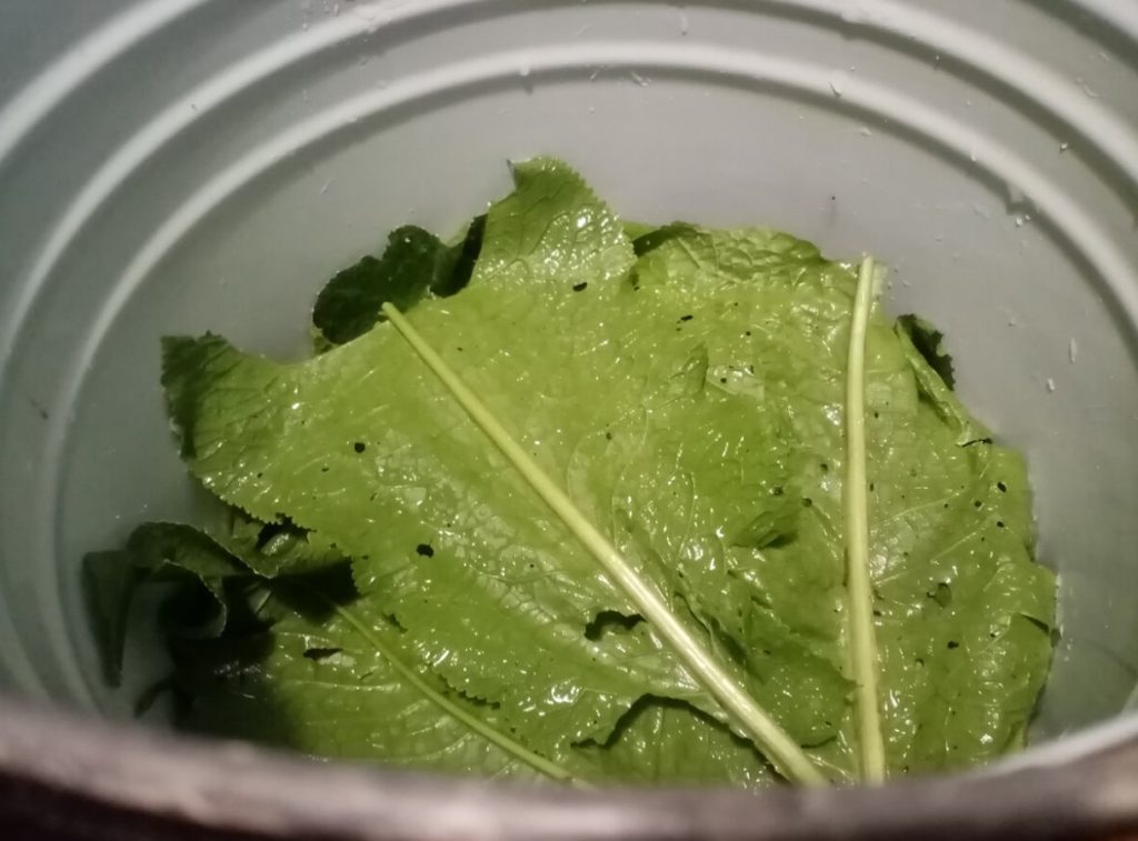 Me imetleme juurt, kuid lehed on sama terved. Need sisaldavad palju C-vitamiini ja magneesiumi ning toimivad antibiootikumina.