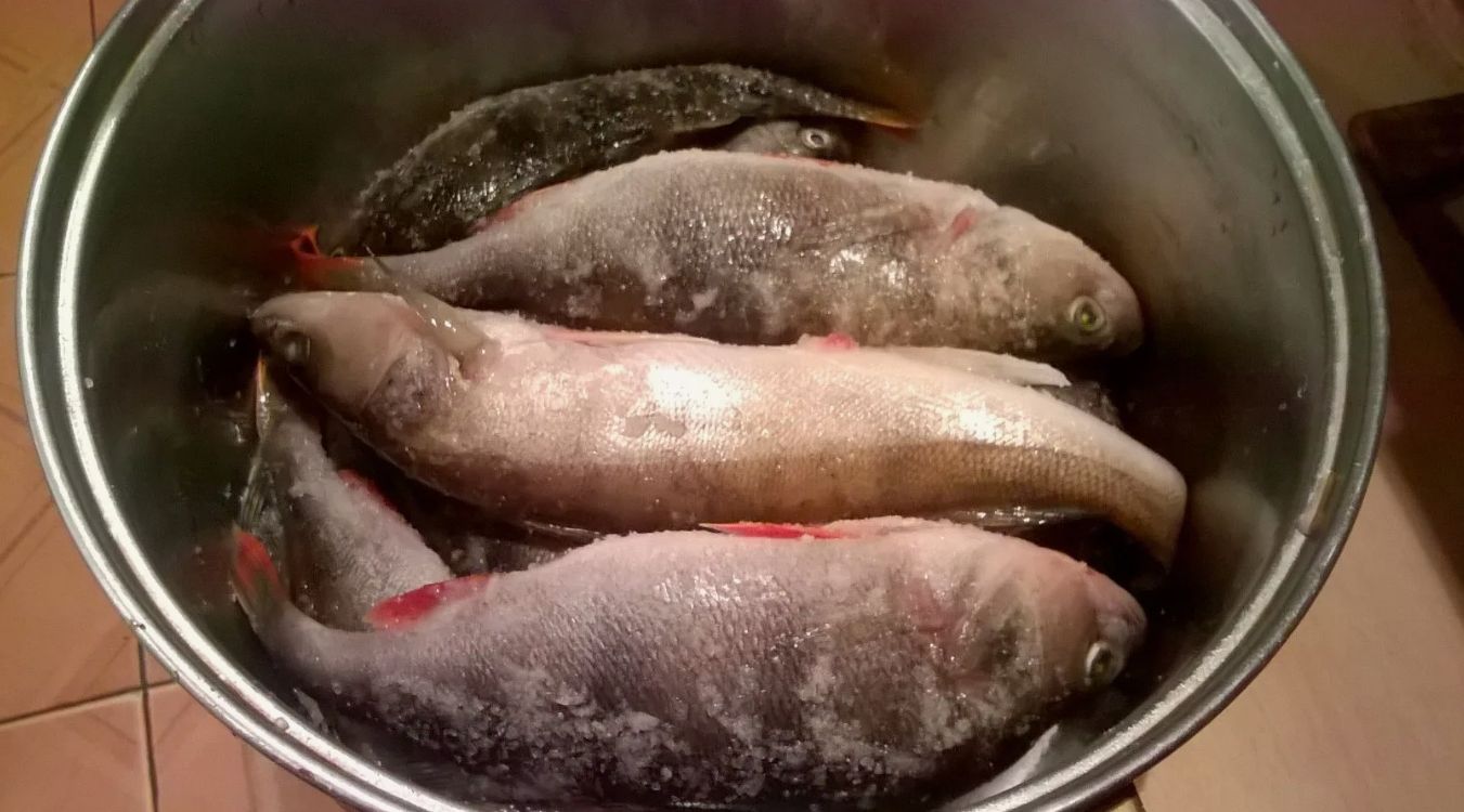 Kuidas kuivatada kala kodus