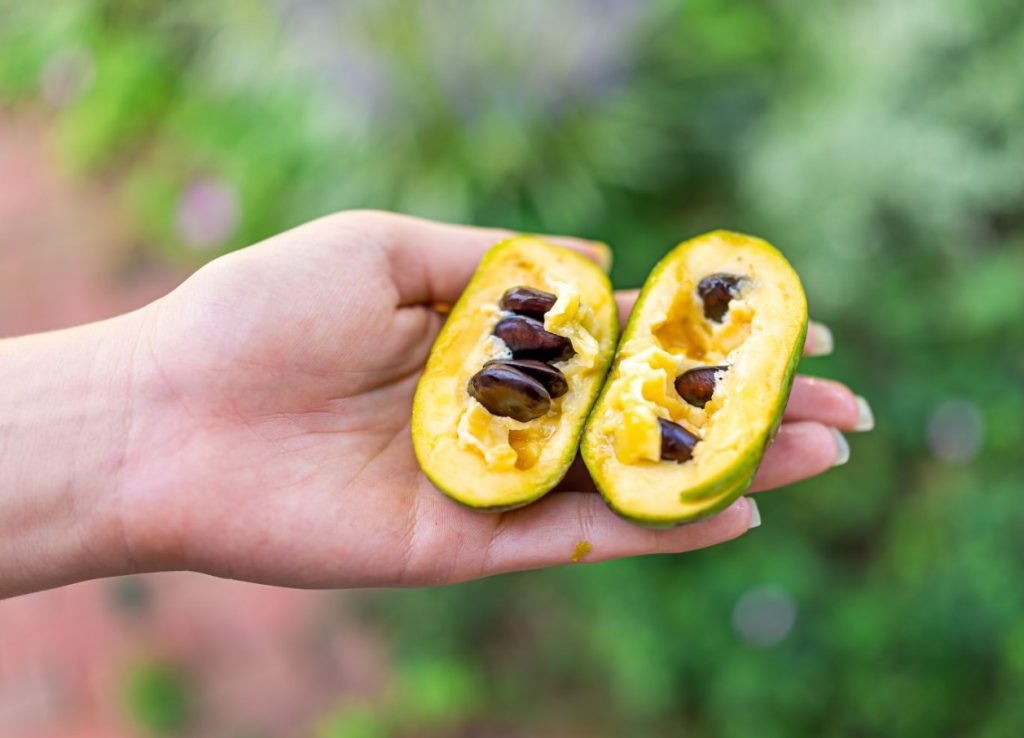 Maitseb nagu banaani, mango ja ananassi segu. Hea südamele ja luudele, sisaldab palju C-vitamiini
