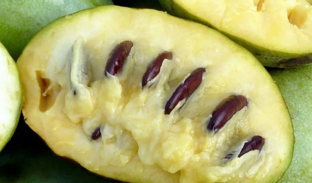 Maitseb nagu banaani, mango ja ananassi segu. Hea südamele ja luudele, sisaldab palju C-vitamiini