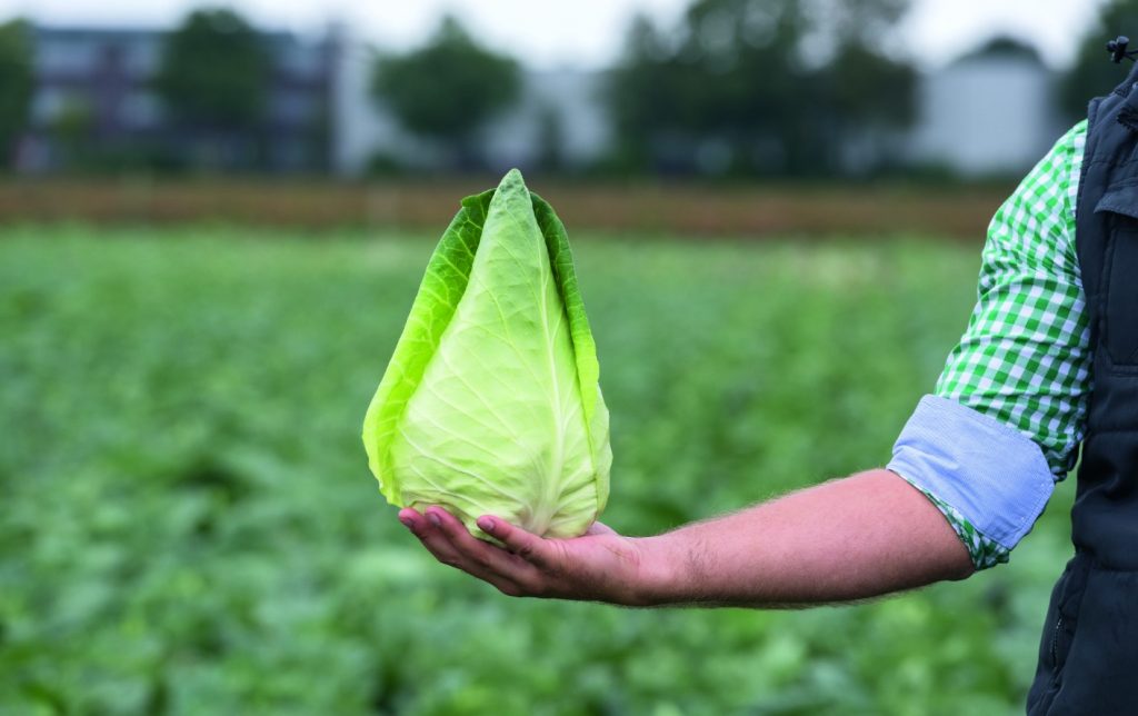 See on juba ilmunud köögiviljapoodidesse - värske nagu salat, tervislik nagu kapsas. Tugevate luude jaoks peab sööma