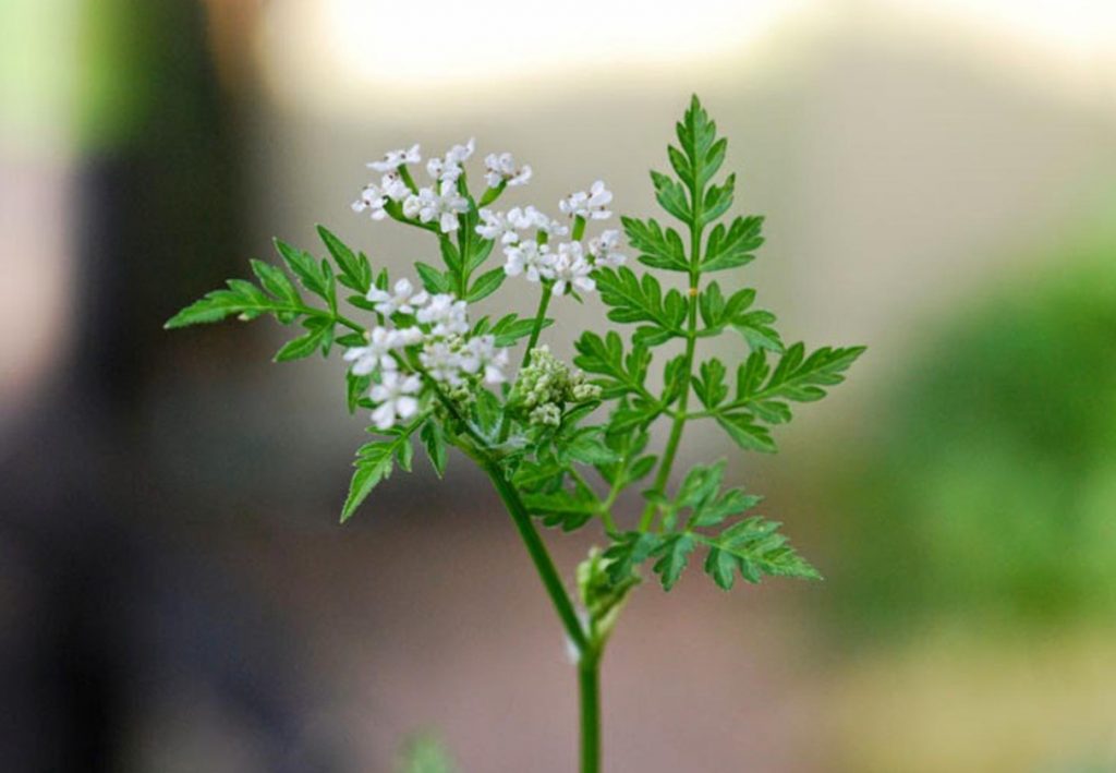 Anthriscus cerefolium