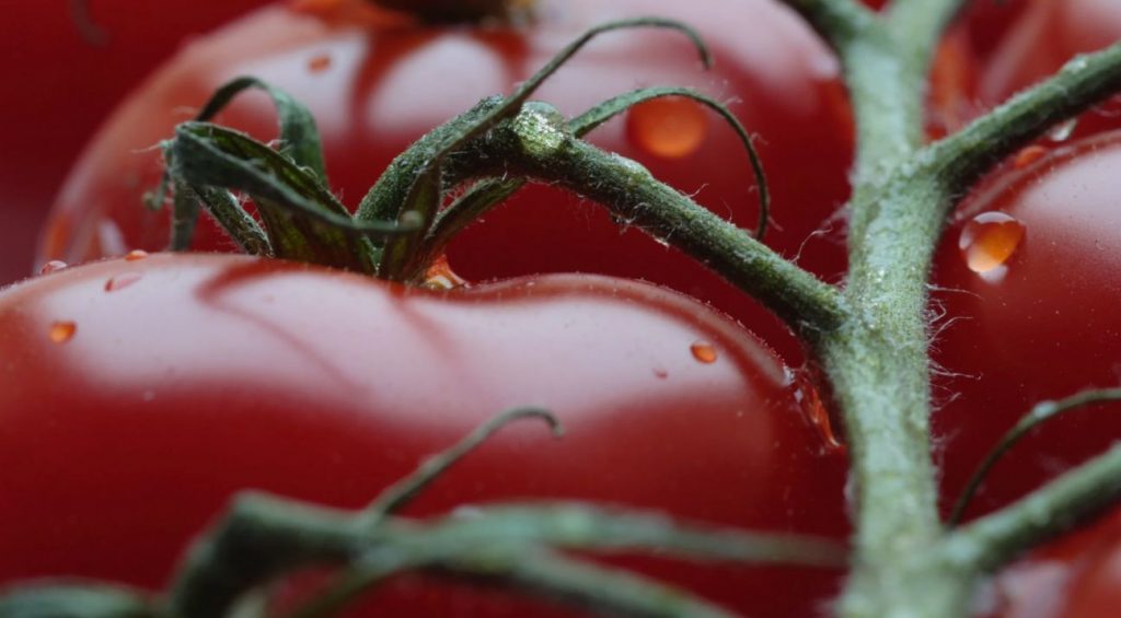 Mida teha üleküpsenud tomatitega: paks ketšup – teie saladus ideaalse pastakastme valmistamiseks