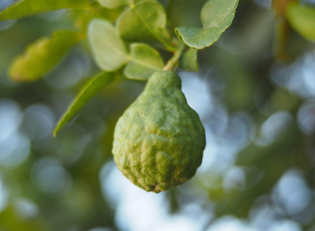 Bergamot on leidnud tee vannitoast kööki – tsitrusviljad lisavad sügavust paljudele tuttavatele roogadele