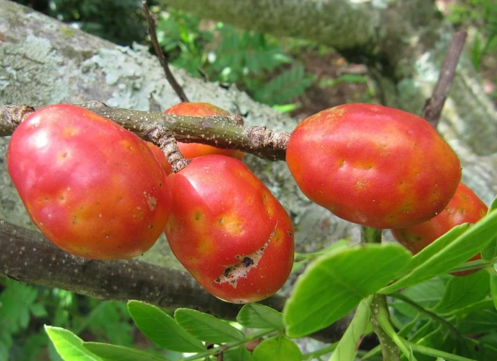See eksootiline ploom maitseb nagu mango, aprikoosi ja laimi segu. See puhastab organismi, noorendab ja tugevdab immuunsüsteemi.