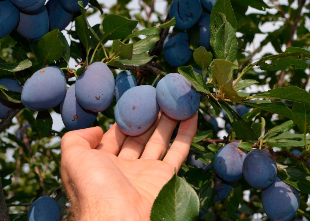 Legendaarne magusploom. Suured, magusad viljad, mis sobivad ideaalselt küpsetamiseks, kuivatamiseks ja moosiks valmistamiseks