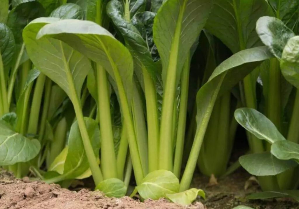 Selle köögivilja nime mõtles välja Shogun. See on rikas kaltsiumi poolest, mistõttu soovitatakse vanematel inimestel seda sageli tarbida.