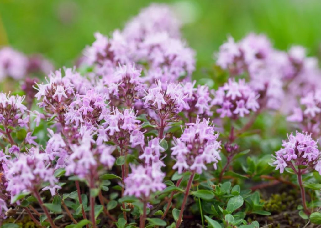Bulgaaria köögi aromaatne aare. Toidud on maitsvad, neil on spasmolitilised omadused ja nad toetavad maksa tööd.