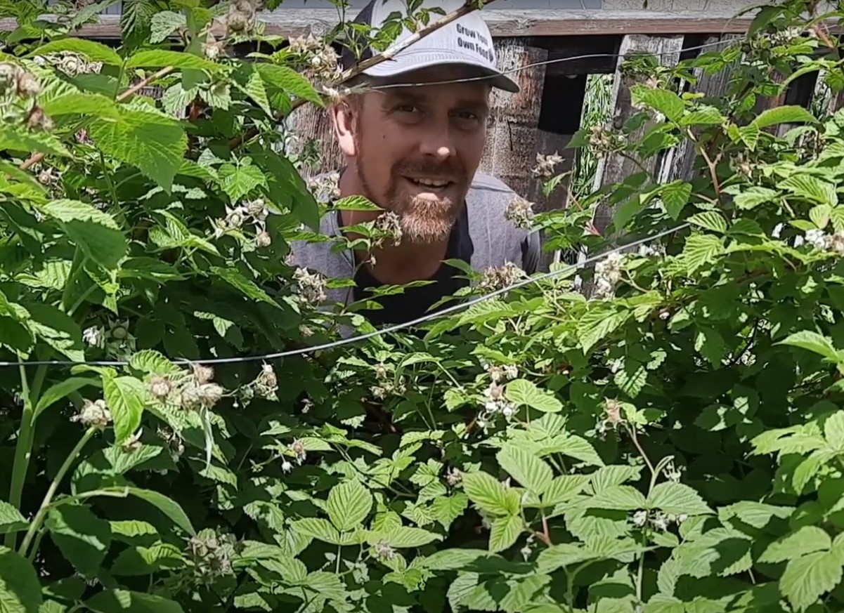 Me armastame neid puuvilju, aga ka lehed on väga kasulikud. Neist saab keeta teed, mis tugevdab immuunsust, leevendab kõhuvalu ja alandab temperatuuri.