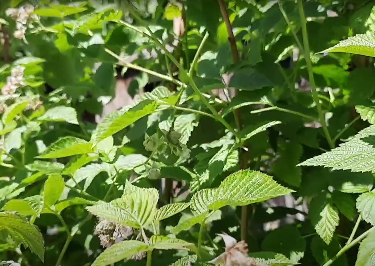 Me armastame neid puuvilju, aga ka lehed on väga kasulikud. Neist saab keeta teed, mis tugevdab immuunsust, leevendab kõhuvalu ja alandab temperatuuri.