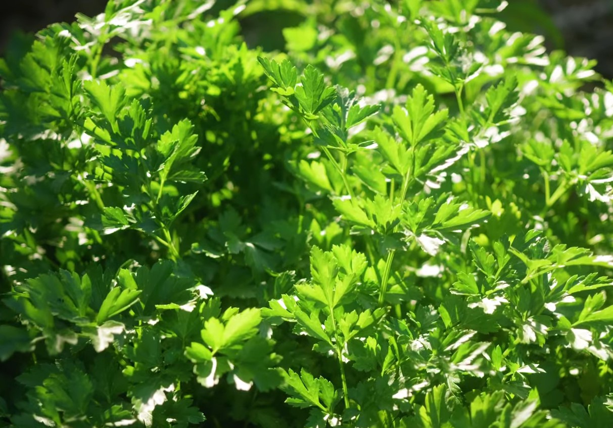 See parandab nägemist, vereringet ja viib toksiinid organismist välja. Puljong on peamine toode, mida saab kasutada ka pesto ja salatite valmistamiseks.