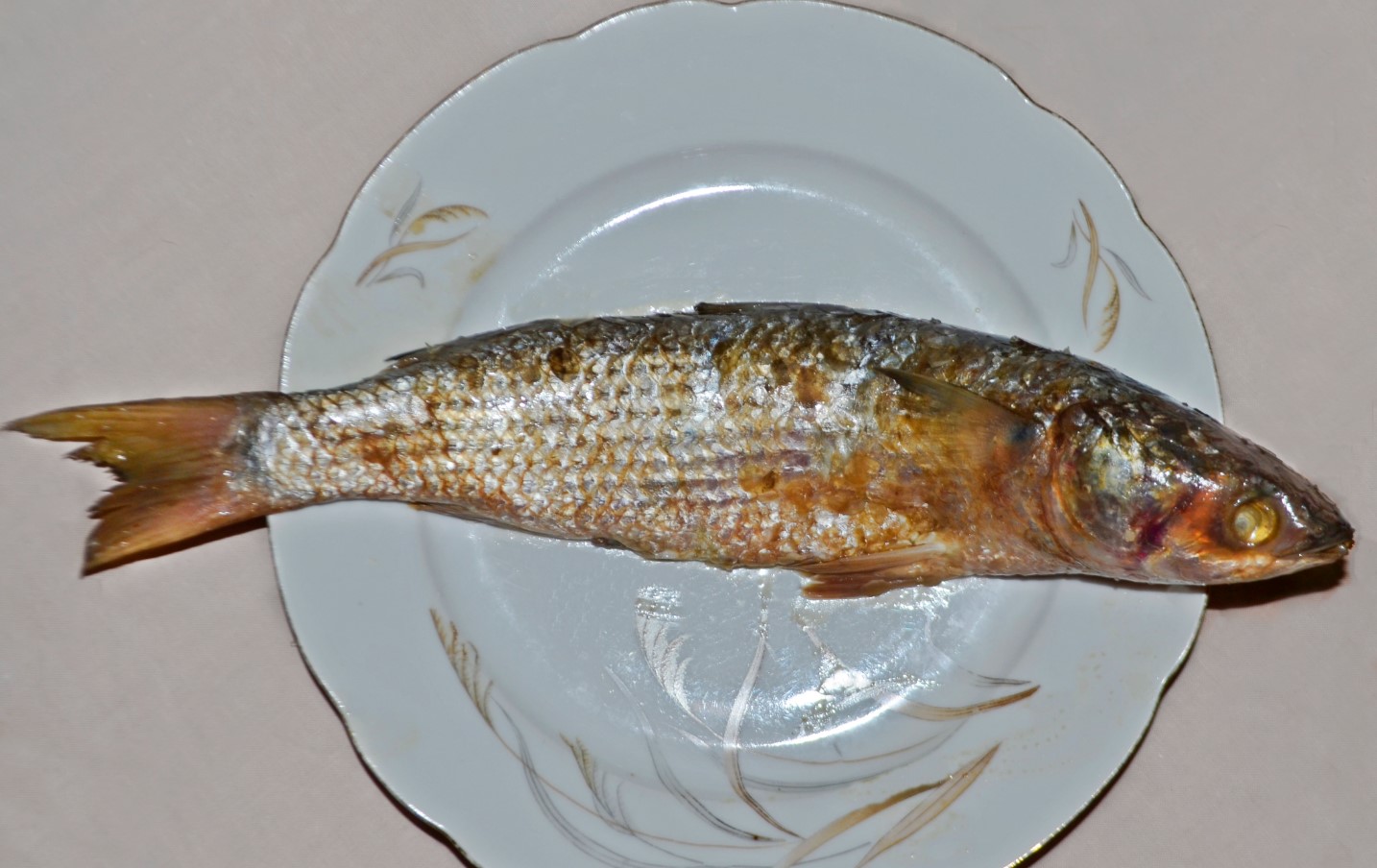 Maagiline kokandus – praetud siilidest rebase puljongini