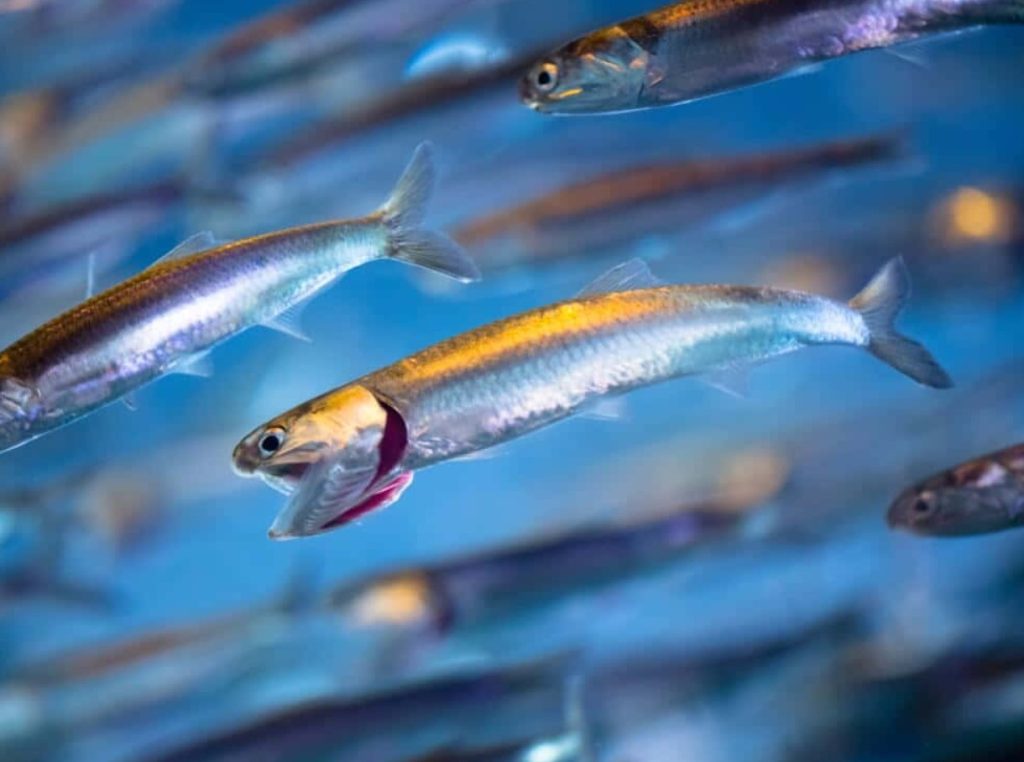 Väike kala suurepäraste omadustega. Ostame seda harva, kuigi see sisaldab palju valku ja oomega-3-rasvhappeid