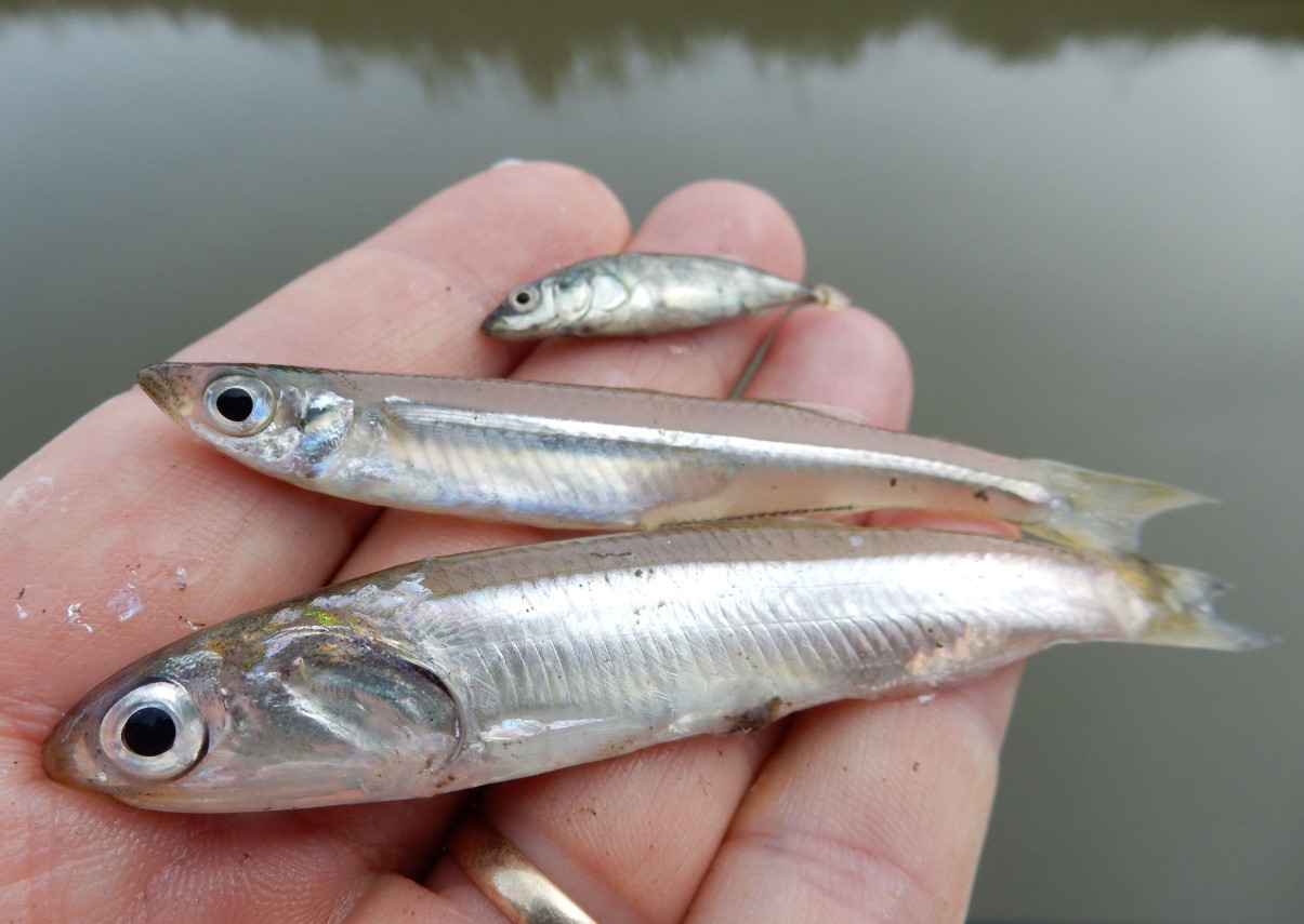 Väike kala suurepäraste omadustega. Ostame seda harva, kuigi see sisaldab palju valku ja oomega-3-rasvhappeid