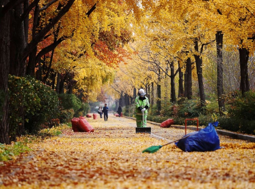Kodune rohelus: taimed õnne ja rahu jaoks teie laual