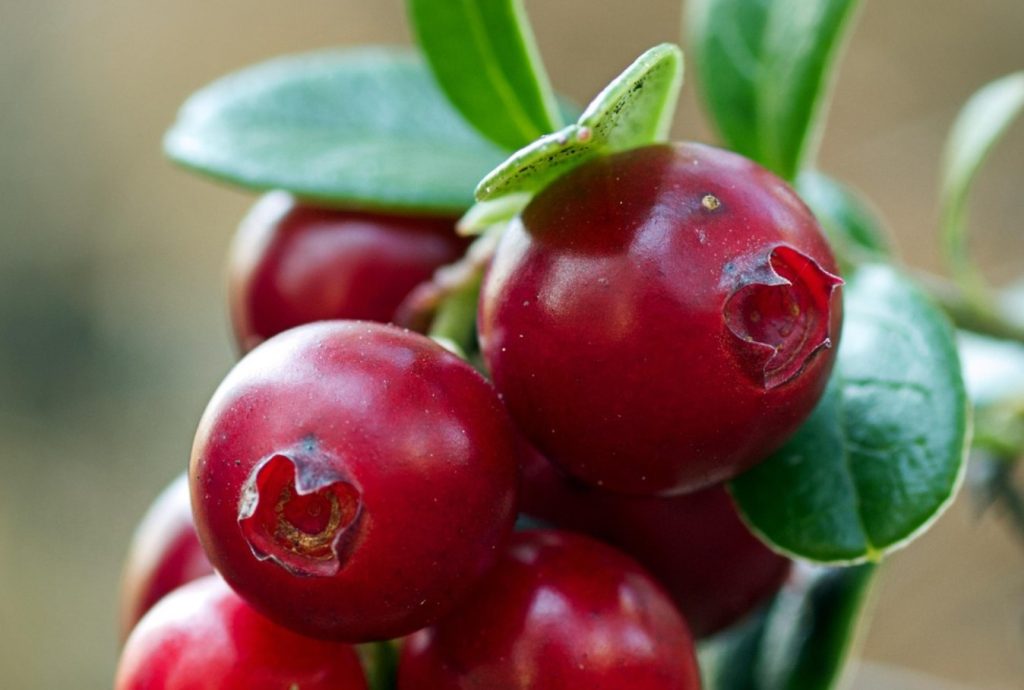 Kui teil on diabeet, lisage paar tükki teesse. Need kaitsevad silmi, omavad põletikuvastaseid omadusi ja aitavad kaalust alla võtta.