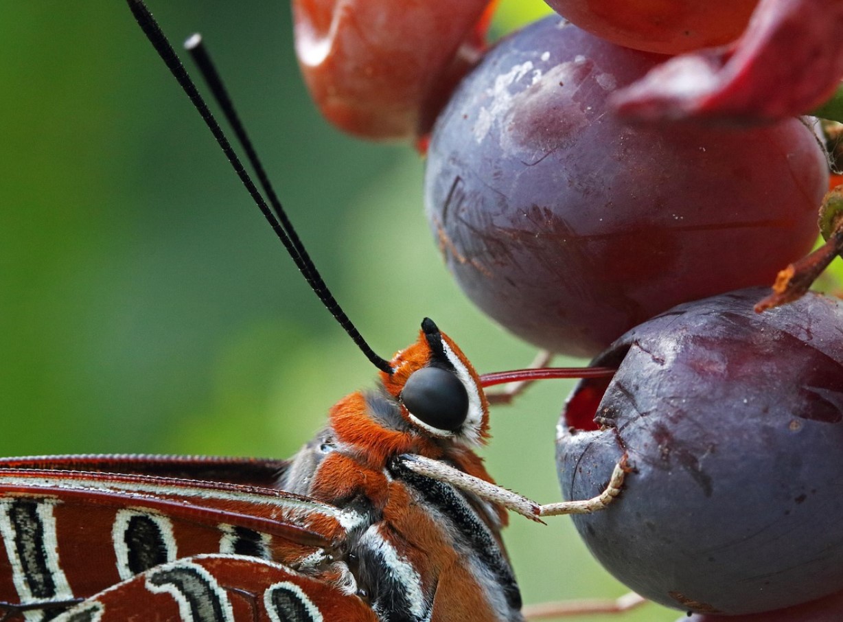 Ei mingit apelsini- ega õunamahla. See mahl on parim viis südame kaitsmiseks, immuunsuse tugevdamiseks ja nakkuste vastu võitlemiseks.