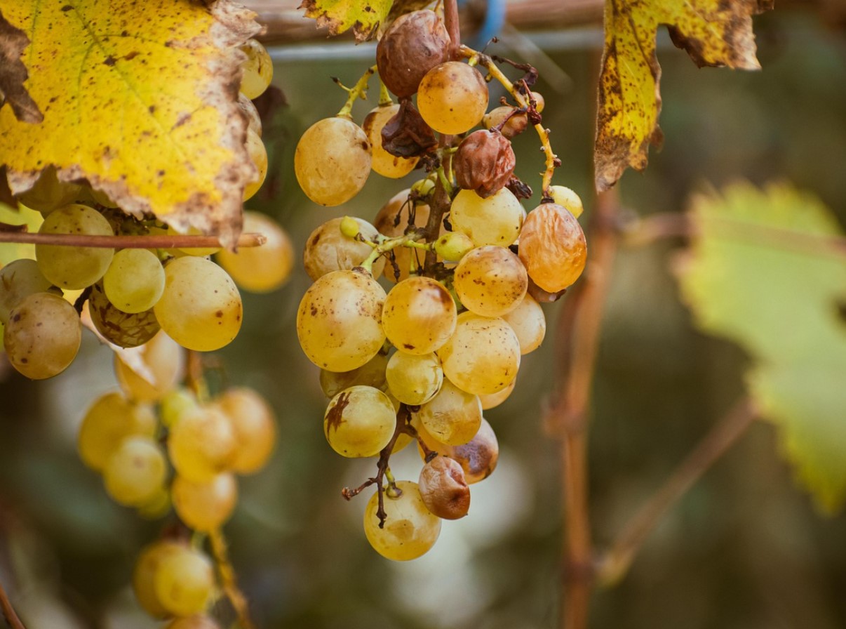 Ei mingit apelsini- ega õunamahla. See mahl on parim viis südame kaitsmiseks, immuunsuse tugevdamiseks ja nakkuste vastu võitlemiseks.