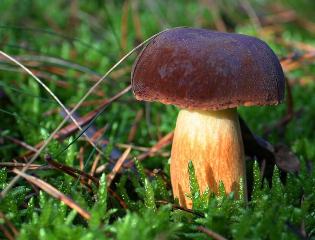Ei ole vaja ahju ega nööri. Ma kuivatan seeni selle kiire ja lihtsa meetodiga.