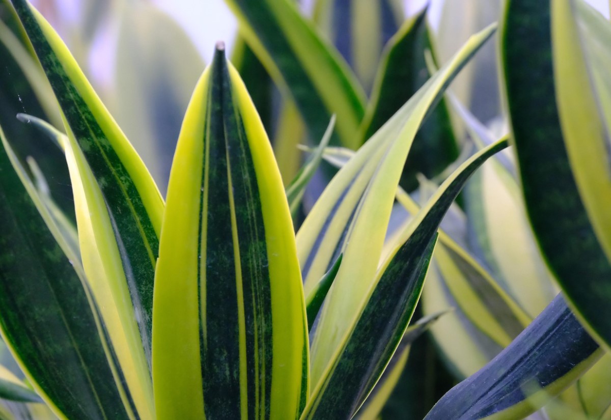 Kodune rohelus: taimed õnne ja rahu jaoks teie laual