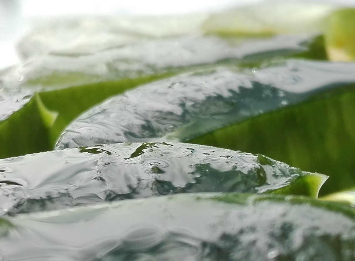 Aloe vera smuuti: tervislik jook, mis rahustab seedimist ja kiirendab ainevahetust