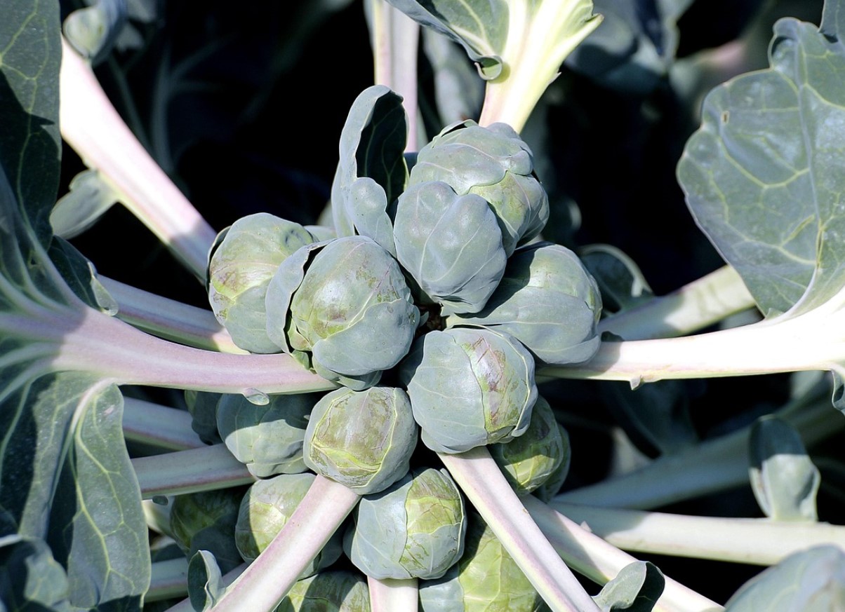 See on kõige maitsvam sügisel, soodustab vereringet ja kaitseb stressi eest. Küpseta krõbedaks või riivi salatiks