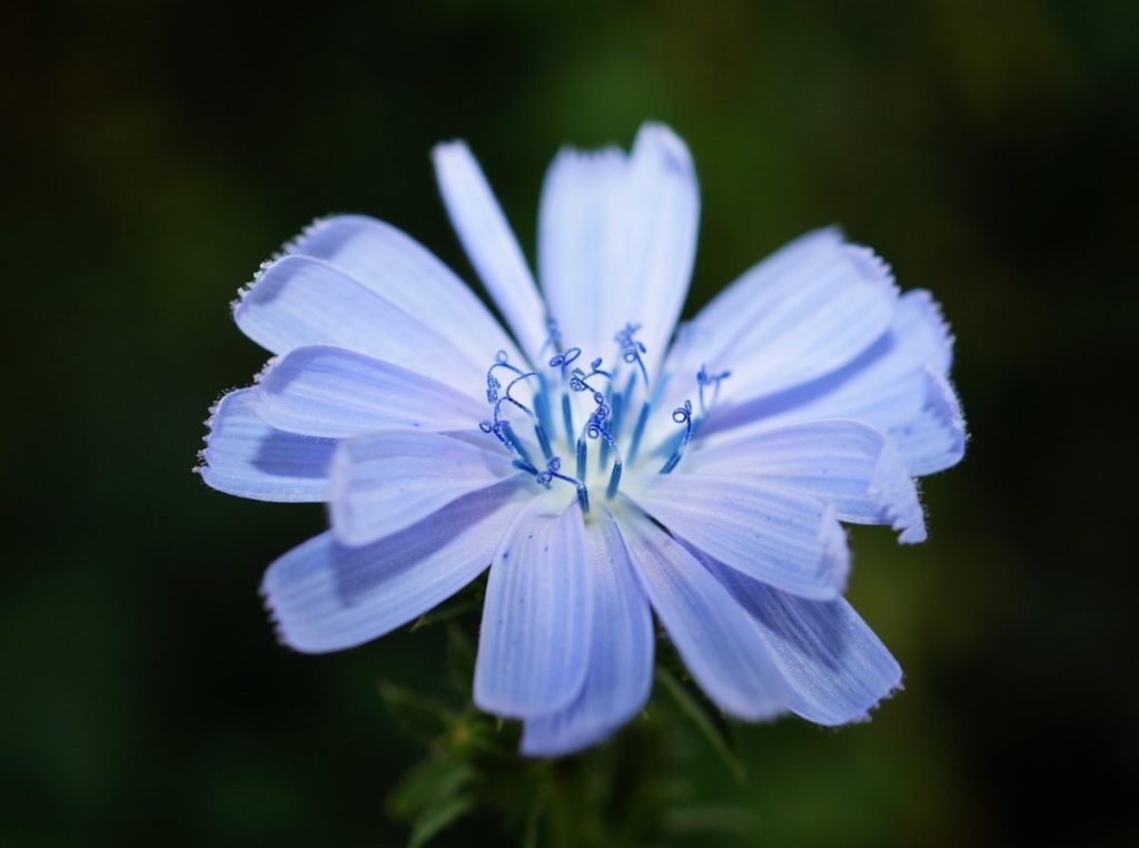 Väga kasulik, kuid sageli unustatud köögivili. See toimib palsamina rasvmaksadüstroofia korral ja parandab mälu.