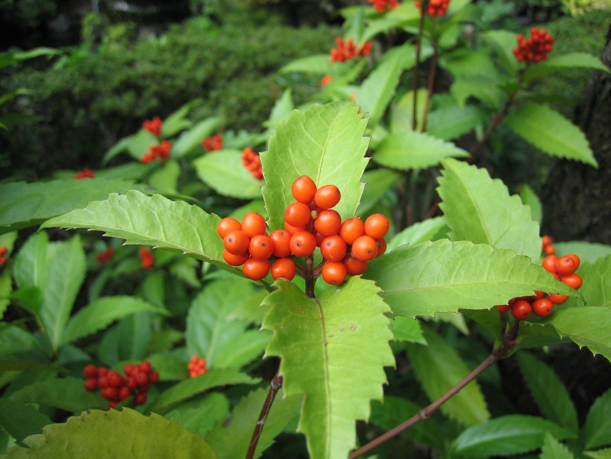 Kuidas valmistada leedrimarja teed – 4 viisi