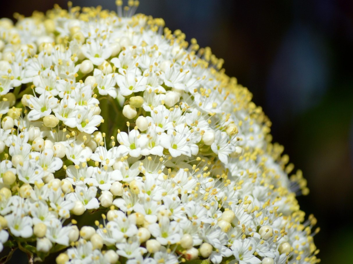 Kuidas valmistada leedrimarja teed – 4 viisi