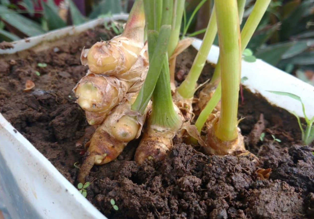 Ingverijuure säilitab oma kõvaduse, aroomi ja kõik omadused. Lihtne säilitamisviis.