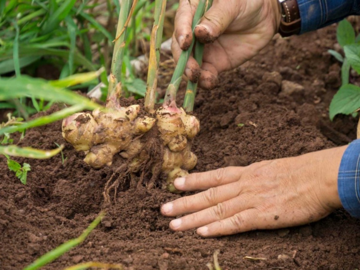 Ingverijuure säilitab oma kõvaduse, aroomi ja kõik omadused. Lihtne säilitamisviis.