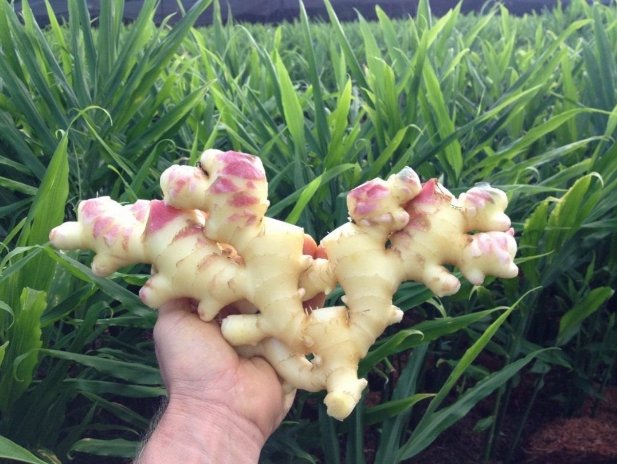 Ingverijuure säilitab oma kõvaduse, aroomi ja kõik omadused. Lihtne säilitamisviis.