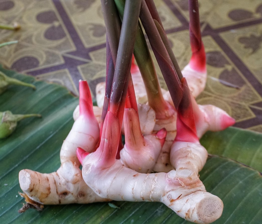 Ingverijuure säilitab oma kõvaduse, aroomi ja kõik omadused. Lihtne säilitamisviis.