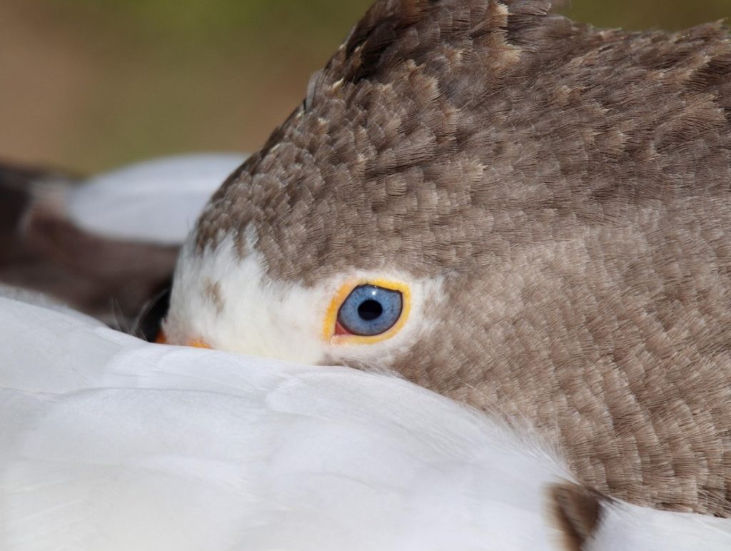 Praegu müüakse neid Lidl, Prisma ja Maxima kauplustes. Tasub osta, sest see on üks kasulikumaid lihasorte.